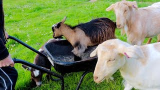 Pygmy Goats vs Wheelbarrow [upl. by Laeahcim]