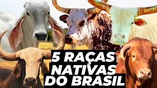 5 RAÇAS DE GADO NATIVAS DO BRASIL QUE POUCOS CONHECEM [upl. by Brandice]