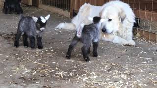 Baby Pygmy Goats on the farm with Great Pyrenees [upl. by Attesor]