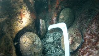 HD Spearfishing and Abalone Diving Mendocino California [upl. by Pincas74]