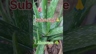 Aloevera ☘️ Plant  How to grow Aloevera Aloevera ka paudha kaise lagaye gardenhouse gardening [upl. by Lazos]