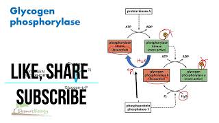 Glycogen phosphorylase regulation [upl. by Kubiak]