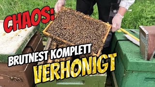 Chaos am Bienenstand Brutnest VOLL Honig Bienenvolk WILL Schwärmen  Ableger Zadandt  Kunstschwarm [upl. by Jaye652]