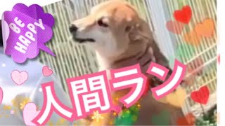 【柴犬 もみさん】（ドッグラン）仔犬の なでなでラリー 人間大好き 💕Like people in dog run Shiba Inu momisan [upl. by Enogitna]