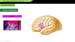 ANATOMIA DO TELENCÉFALO  LOBO FRONTAL E PARIETAL fisioterapia medicina neuroanatomia anato [upl. by Ainnet]