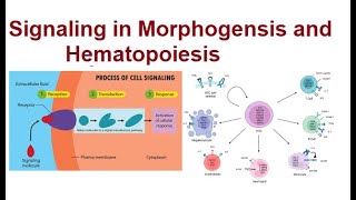 Signal Transduction Pathways in Morphogenesis and Hematopoiesis  2024 [upl. by Ihab]