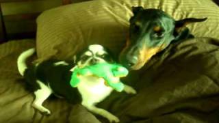 Chihuahua Owns Doberman [upl. by Litha]