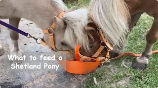 What our Shetland ponies eat in a day TV Episode 494 [upl. by Ys595]