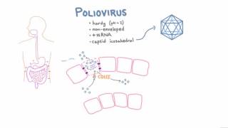 Polio Pathophysiology [upl. by Leciram]