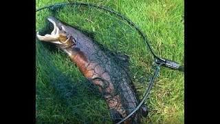 River Derg Atlantic Salmon fishing 19 Sep 2017 N Ireland Foyle  Mourne system [upl. by Demeter]