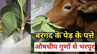 बरगद के पेड़ के पत्तेऔषधीय गुणों से भरपूर Bargad Tree BenefitsBanyan Tree Benefits Dairy Farming [upl. by Pappano]