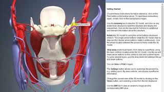 Infrahyoid artery  Arteries of head and neck  3D Human Anatomy  Organs [upl. by Dunton]