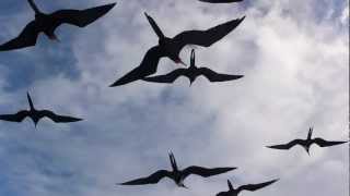 Magnificent Frigatebird Fregata magnificens [upl. by Ahsetel]