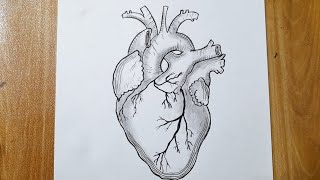 How to draw a human heart easy  Heart diagram [upl. by Anitan]