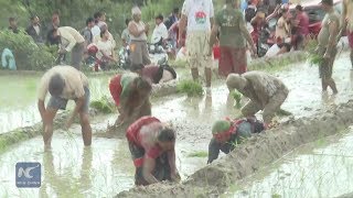 Celebrating while planting paddy in Nepal [upl. by Accalia]