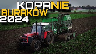 ✔🔥Kopanie Buraków✔🔥2024 STOLL VS 17 Hektarów✔🔥Zetor 16145ampStoll [upl. by Higbee448]