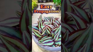 how to propagate Tradescantia Zebrina shorts propagation plants [upl. by Craggie]