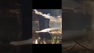 Underwater with wild alligator gar Snorkeling in the everglades fishfly snorkeling fishingvlogs [upl. by Ilyah]