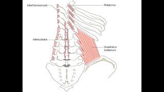 Two Minutes of Anatomy Deep Spinal Muscles [upl. by Eyr]