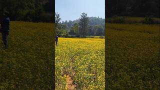 Honey bee farming attracts touristsAraku valleyshortsplzsubscribeytshortstrendingviral [upl. by Garret]