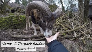 Natur und Tierpark Goldau Switzerland [upl. by Nerita]