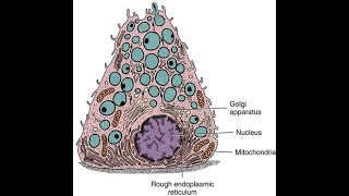 epithelial tissue 3 SPECIALIZATIONS OF THE CELL SURFACE and BIOLOGY OF EPITHELIAL CELLS [upl. by Dowzall]