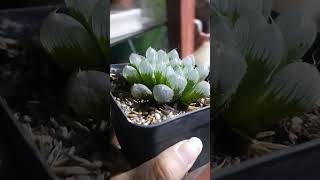 HAWORTHIA COOPERI TRUNCATA plantas succulents shorts haworthia [upl. by Aitas979]