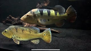 Aggressive Predator Fish Feeding  LIVE FEEDING Puffer Fish [upl. by Ruperta]