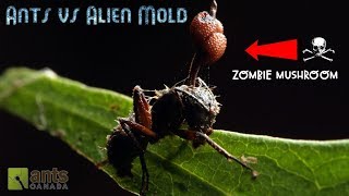 Ants vs Alien Mold [upl. by Eceirtal556]