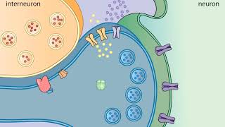 Sensitization in Aplysia [upl. by Wu]