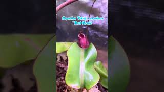 Nepenthes ‘Viking’ x Ampullaria “Black Miracle” carnivorousplant plantlover pitcherplant garden [upl. by Glassman]