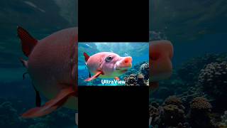 Awesome PigFish 😍😱 shorts pigfish pig viral dogfish short ai [upl. by Karole]