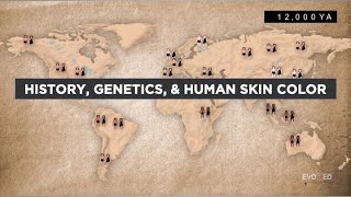 EvoEd History Genetics and Human Skin Color [upl. by Leftwich254]