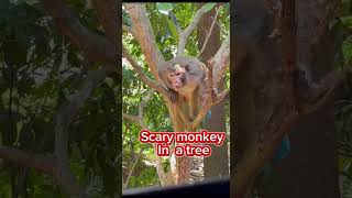 Scary video scary monkey shorts [upl. by Etnemelc]