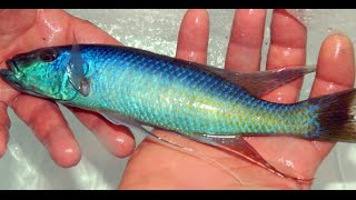 Champsochromis Caeruleus Malawi Trout [upl. by Anerres]