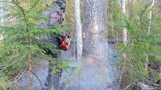 Precision felling of a 80 year old aspen tree [upl. by Niowtna910]