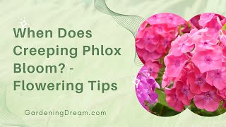 When Does Creeping Phlox Bloom  Flowering Tips [upl. by Haissi]