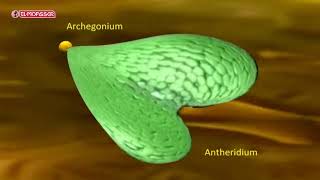 Biology  3Sec life cycle of a fern plant Polypodium [upl. by Aryaz651]