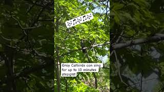 Listen to this gray catbird singing beautifully [upl. by Ethbin432]