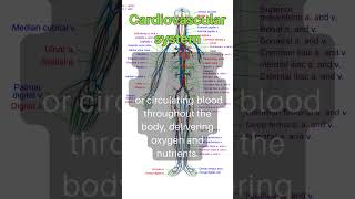 Cardiovascular system │ Selected medical terminology │ medicalterminology cardiovascular short [upl. by Eocsor621]