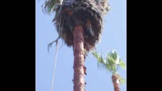 San Diego Palm Tree Maintenance [upl. by Kenley]