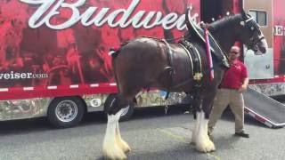 Loading up the Clydesdales [upl. by Berard]