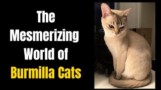 The Mesmerizing World of Burmilla Cats [upl. by Colpin]