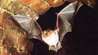 Fledermaus  Flattermaus  Bat [upl. by Miarzim789]