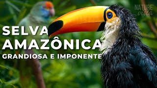 A GRANDIOSA AMAZÔNIA  Uma Jornada Extraordinária  Documentário Completo [upl. by Allene]