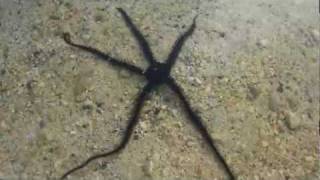 Amazing Starfish Terrific Sea Devil Monster [upl. by Aisatna]