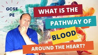 GCSE PE What is the pathway of blood around the heart [upl. by Arded950]