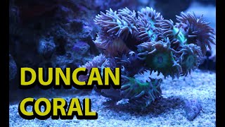 Duncan Coral Tips amp Tricks [upl. by Varian]