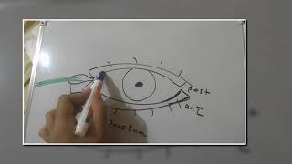 lacrimal system 1 [upl. by Glover]