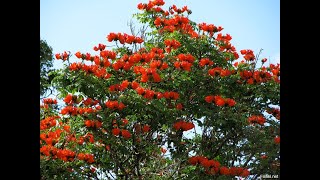 Дерево мыльное Paniculata Дерево тюльпановое Tulipifera Дзельква Zelkova Лиственные растения22 [upl. by Lahsiv639]